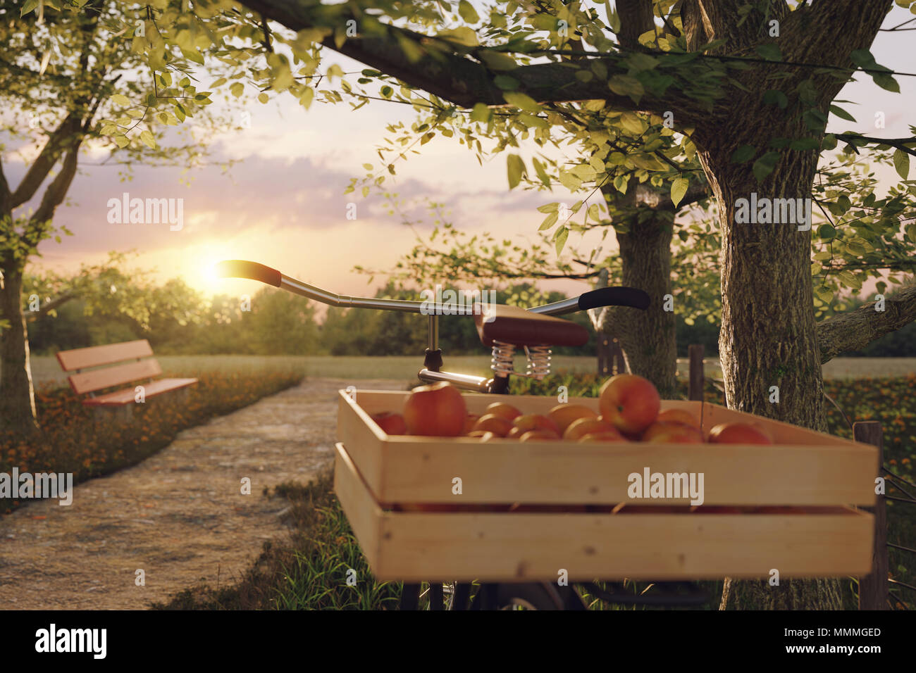 Le rendu 3D de vélo noir avec des caisses en bois plein de pommes à arbre dans l'herbe de prairie paysage dans la lumière du soleil du soir Banque D'Images