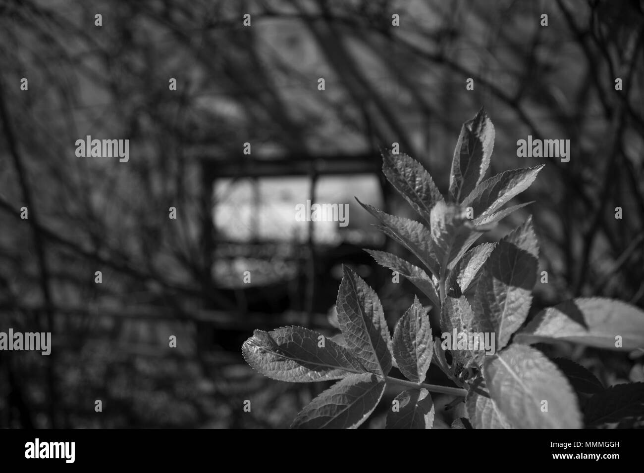 Close up d'un arbre avec arrière-plan flou. Banque D'Images
