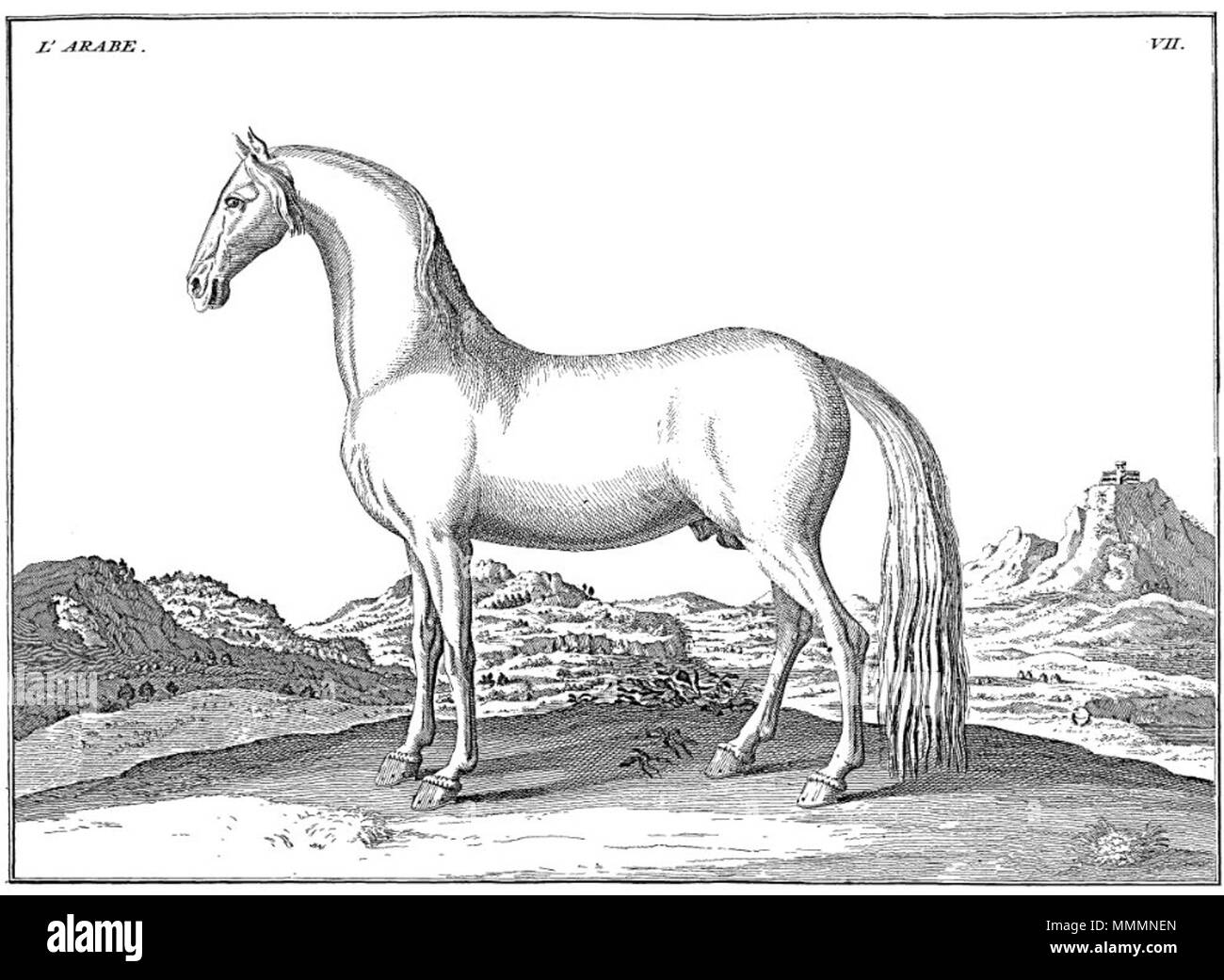 . English : Cheval arabe dessiné par le baron d'Eisenberg . 1759. Le Baron d'Eisenberg Baron-d-Eisenberg-arabe Banque D'Images
