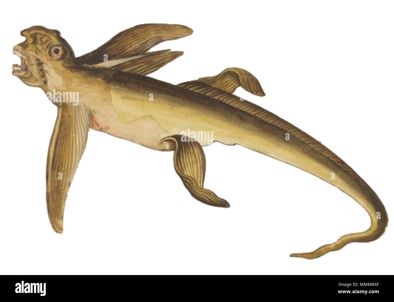 . Italiano : Disegno di una "marina" de l'Imia, realizzato dal medico tedesco Johann Kentmann, usato da Conrad Gessner nella sua opera Historiae animalium English : Dessin d'un "port de plaisance de l'IMIA', réalisé par médecin allemand Johann Kentmann Conrad Gessner, utilisé dans son Historiae animalium . Entre 1546 et 1558. Kentmann Johann Conrad Gessner - Simia marina Banque D'Images