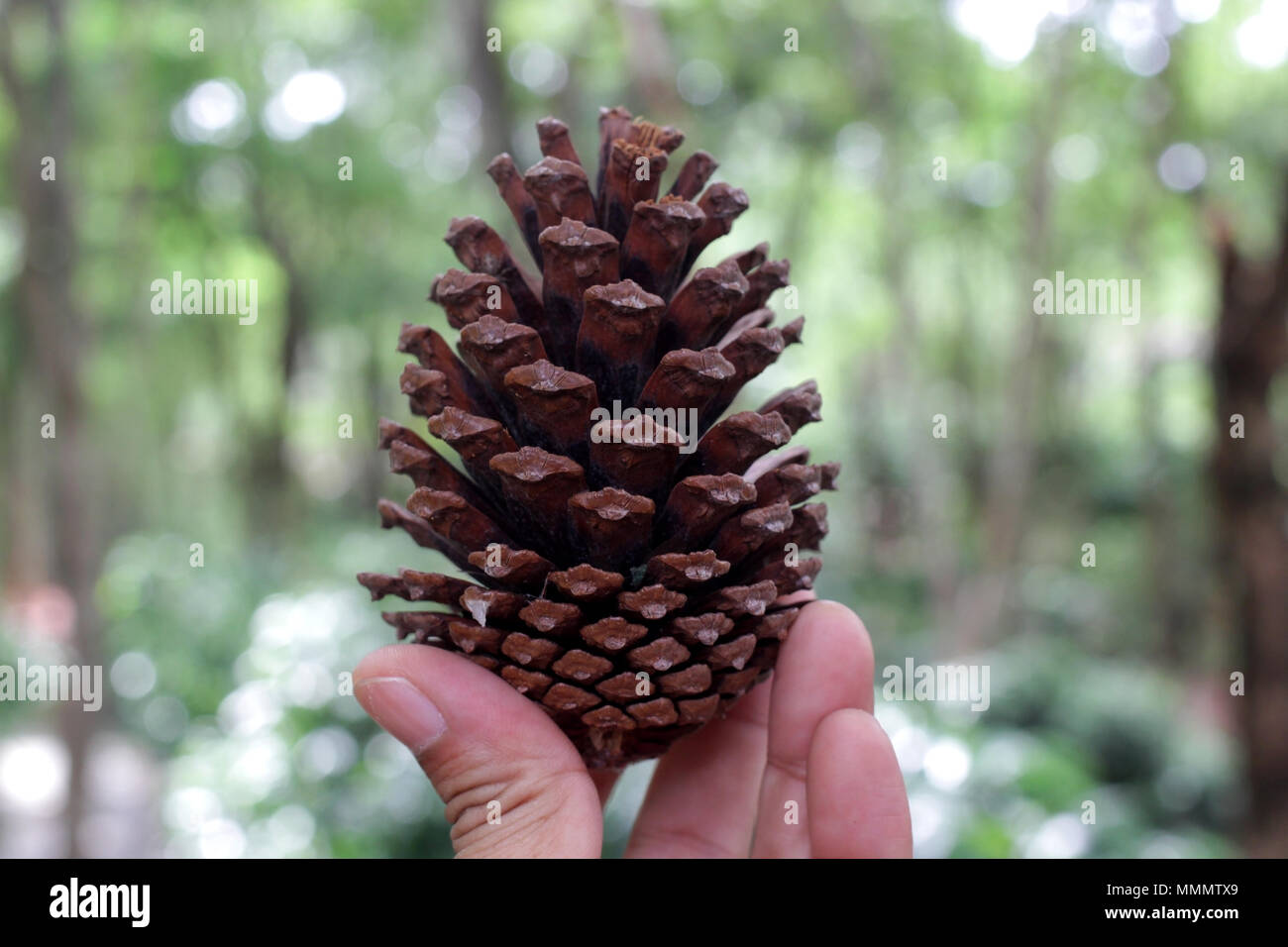 Dans l'homme des cônes de conifères avec main nature background Banque D'Images