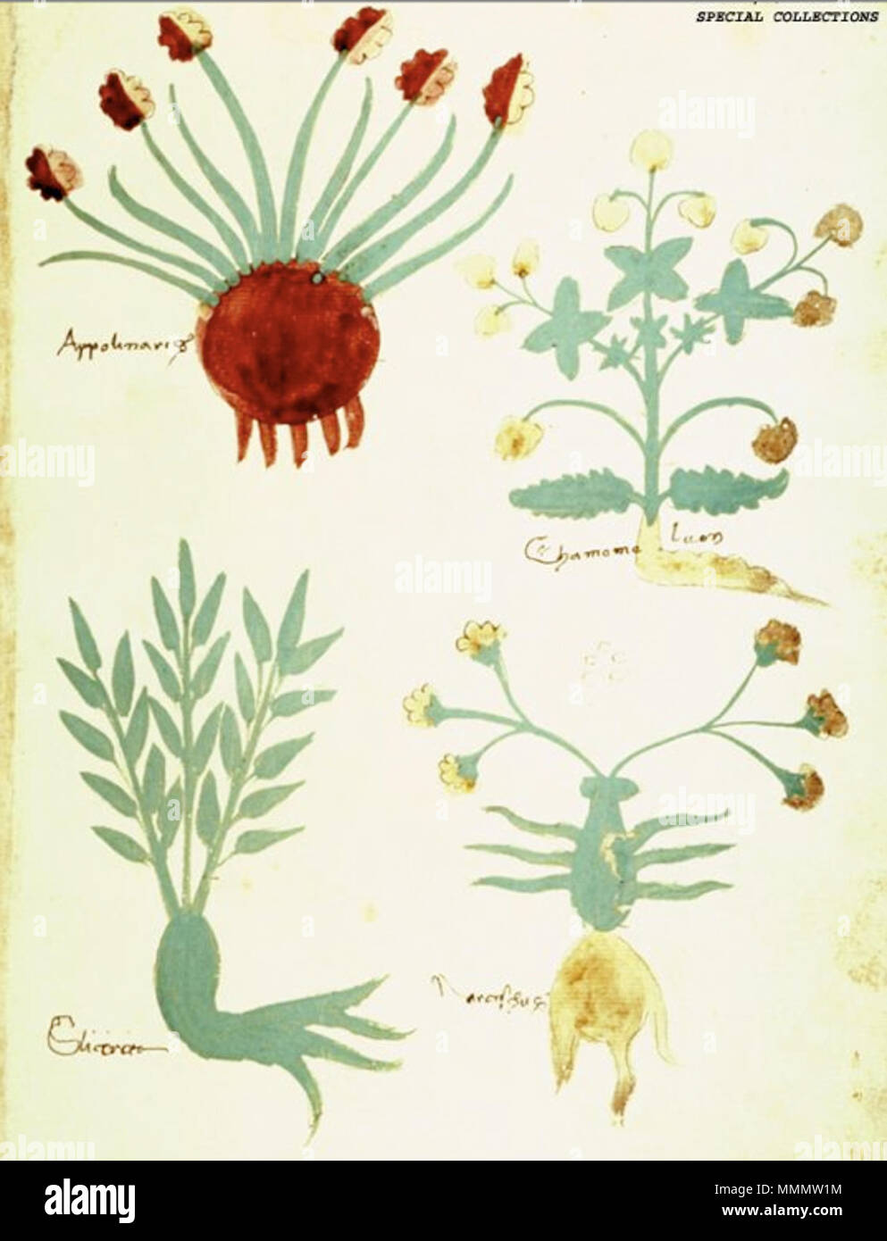 . Anglais : quatre usines : Plante, haut l., 'Appolinaris' de nombreuses feuilles linéaires et tiges à fleurs rayonnent à partir de la partie supérieure d'une ampoule sphérique, chaque fleur, multi-lobées et latéralement symétrique, rose sur la l., blanc sur le côté. r, vert avec racine rouge. Plante, top r., 'Chamomeleon', peut-être (famille des Composées, Tribu Carduus) Atractylis cancellata, chardon de pin, composé de trois branches d'une position verticale les inflorescences de palier de tige fait feuilles et fleurs, avec deux grandes feuilles à la base, vert jaune avec des racines et des fleurs jaunes. Plante, bas l., 'liatriceo' trois tiges droites, irradiant, être Banque D'Images