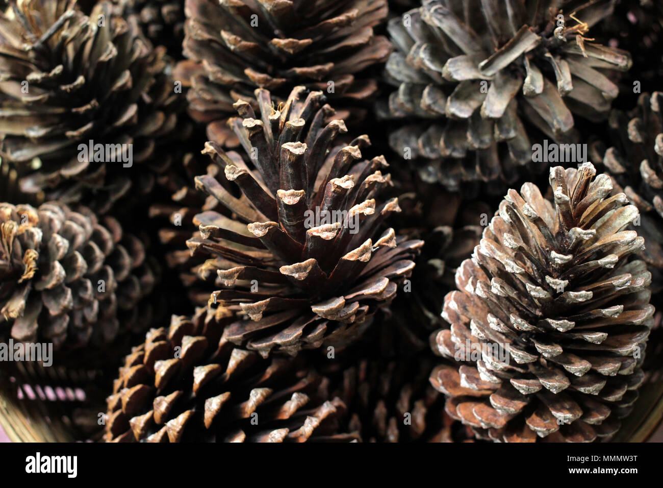 Des tas de cônes de conifères panier en osier Banque D'Images