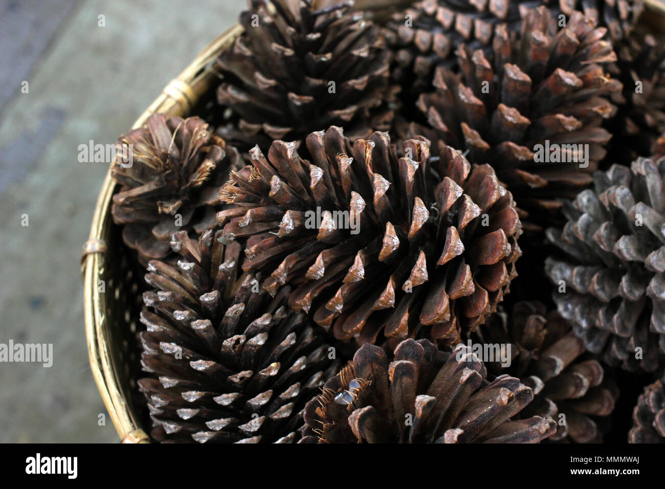 Des tas de cônes de conifères panier en osier Banque D'Images