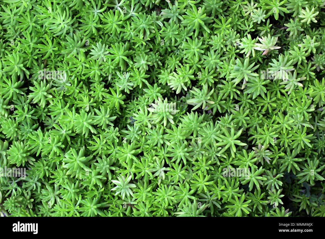 Mousse verte sur le plancher comme nature background Banque D'Images