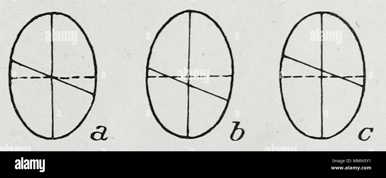 . Anglais : Une illustration anatomique de l'édition allemande de 1921 pot des Menschen : ein Lehrbuch für Studierende und Ärzte avec la terminologie de l'Amérique latine. 97 394 1921 Braus Banque D'Images