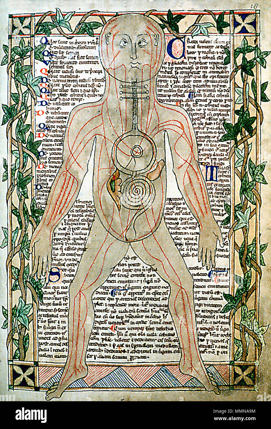 . Anglais : illustration anatomique montrant les veines. Medical Miscellany, illustration anatomique montrant les veines.. vers 1292. 13ème siècle illustration anatomique - sharp Banque D'Images