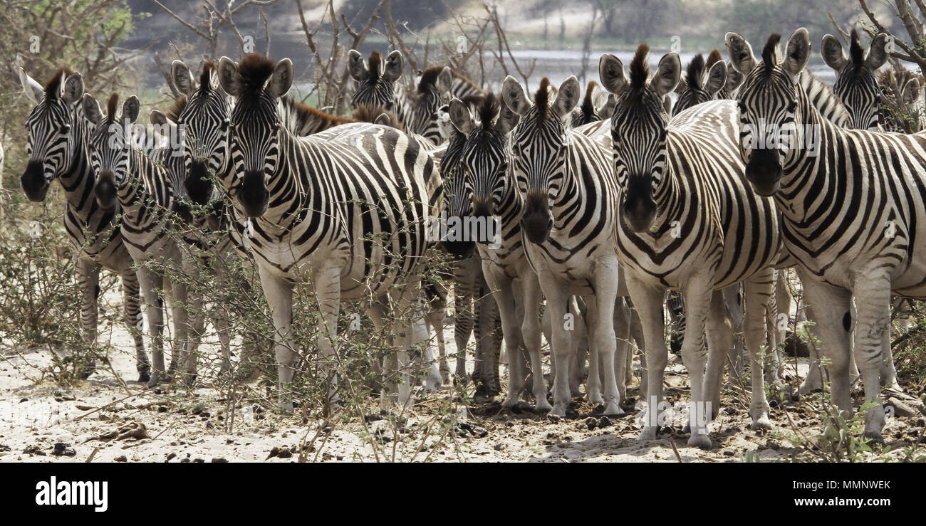 Troupeau de zèbres, Makgadikgadi Pans, Botswana, Africa Banque D'Images