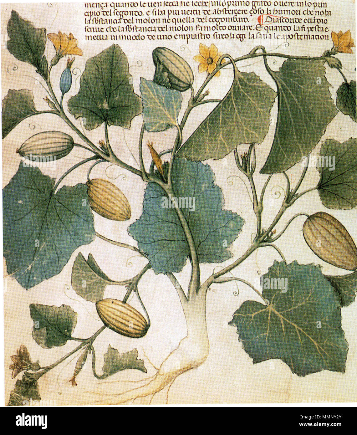 . Feuilles et fleurs ; le texte ci-dessus. . Vers 1400. 1865-2020 Egertun Banque D'Images