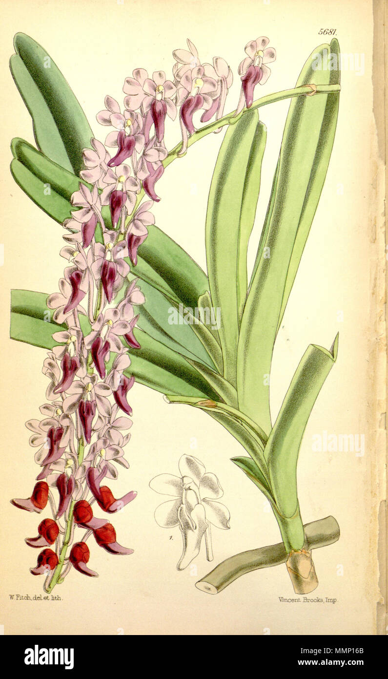 . Illustration de Aerides huttonii (comme syn. Saccolabium huttonii, écrit par Hooker comme Saccolabium huttoni) . 1867. Walter Hood Fitch (1817-1892) del. et lith. Description par Joseph Dalton Hooker (1817-1911) 28 Aerides huttonii (comme Saccolabium huttonii Saccolabium, orthographié huttoni) - Curtis' 93 (Ser. N° 3 23) pl. 5681 (1867) Banque D'Images