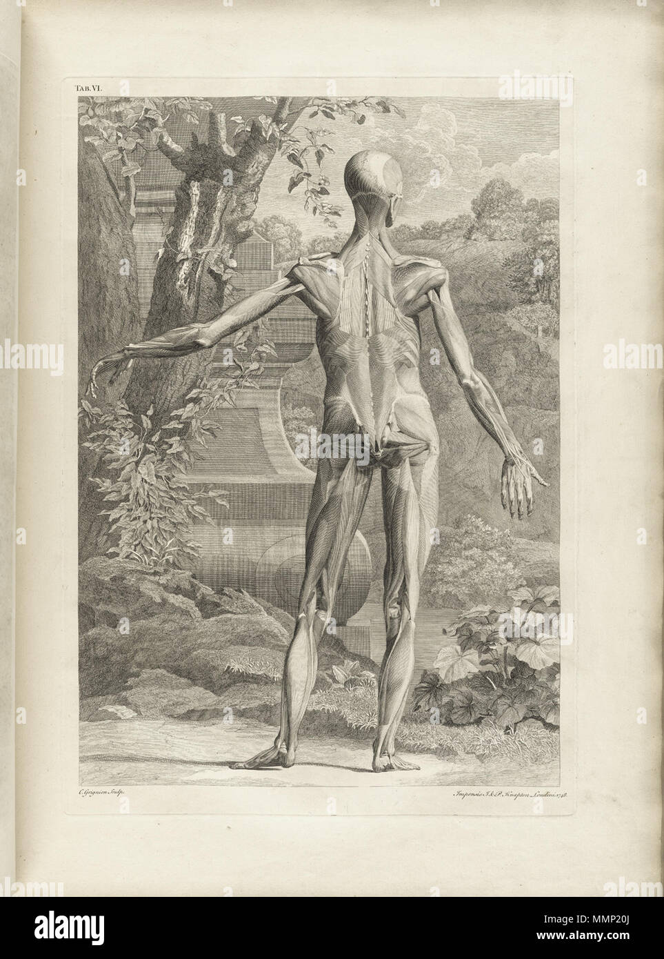 . Anglais : Auteur : Albinus, Bernhard Siegried, 1697-1770. Artiste : Wandelaar, Jan, 1690-1759. Graveurs : Charles Grignion (1717-1810) ; Jean-Baptiste Scotin (b. 1678) ; Ludovico-Antonio Ravenet (fl. 1751) ; et Louis-Pierre Boitard (fl. 1750). Titre : Tabulae sceleti et musculorum corporis humani. Titre tel qu'il apparaît sur la page de titre : Bernardi Siegfried Tabulae sceleti et musculorum Albini corporis humani. Publication : Londini : Typis H. Woodfall, impensis Johannis et Pauli Knapton, M.DCC.XLIX. [1749]. Collation : [94] p., XXV [c.-à-d. 40] feuilles de planches ; 72 cm. Notes générales : D'abord publié dans le Banque D'Images