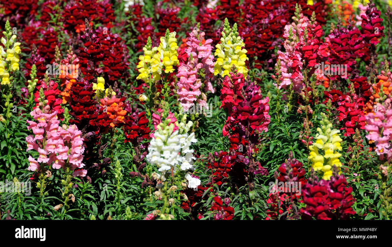 Jardin avec fleurs muflier commun, Antirrhinum majus (Plantaginaceae), Nova Petropolis, Rio Grande do Sul, Brésil Banque D'Images