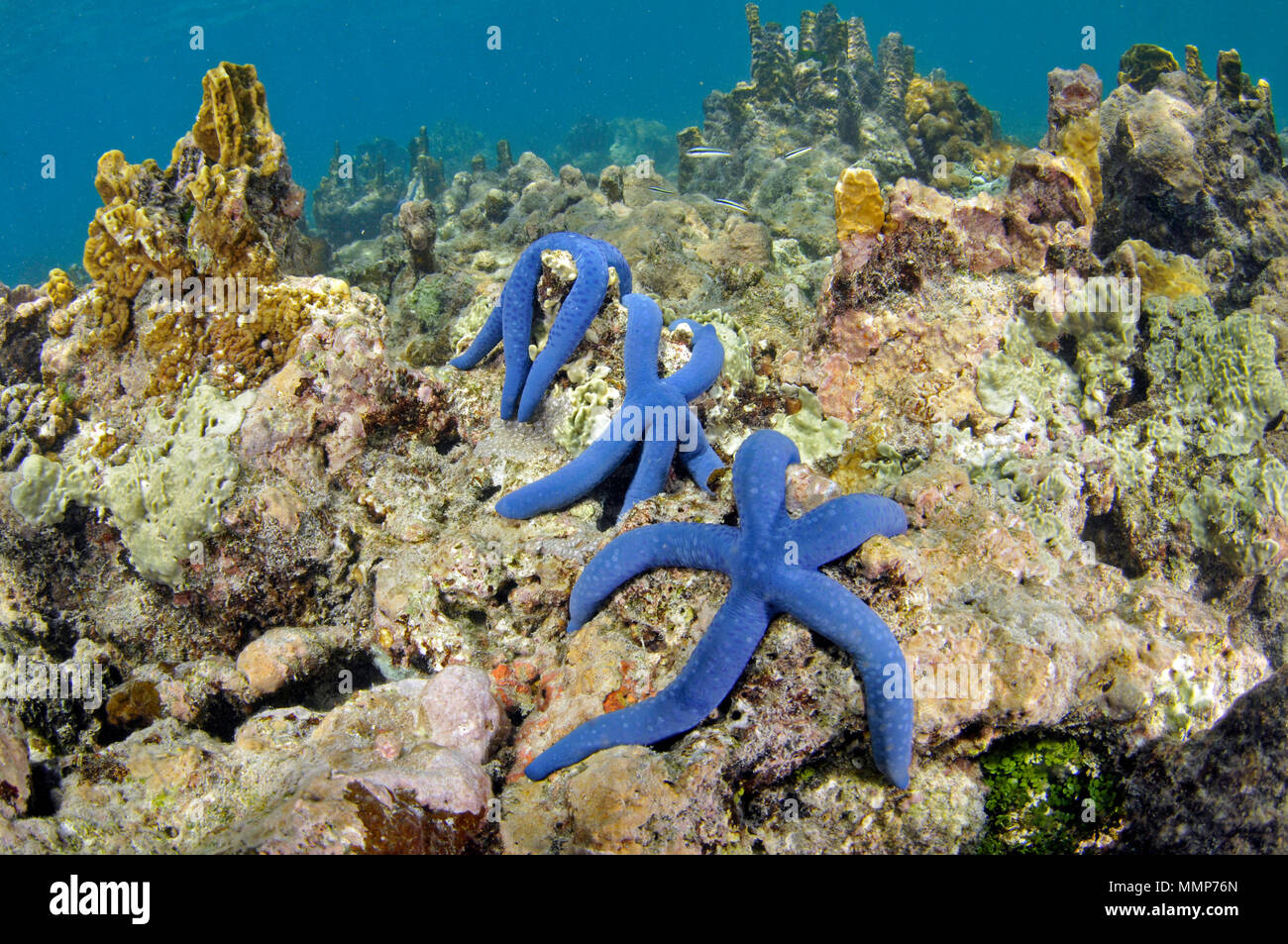 Trois étoiles de mer bleu, Linckia laevigata, sur un récif de corail, corail noir, l'île de Pohnpei, États fédérés de Micronésie Banque D'Images