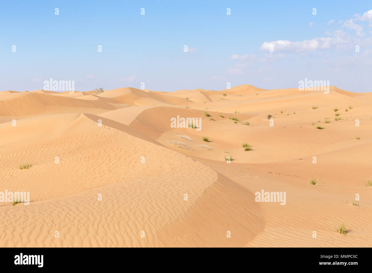 Paysage désertique dans le Dubai Desert Conservation Reserve, le premier parc national dédié à la préservation de l'habitat unique et beau désert Banque D'Images