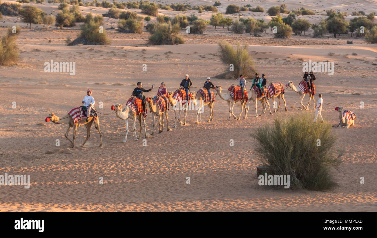 Un train de chameaux auprès des touristes pour le coucher du soleil dans le désert de Dubaï d'une réserve de conservation, le premier Parc National des E.A.U. Banque D'Images