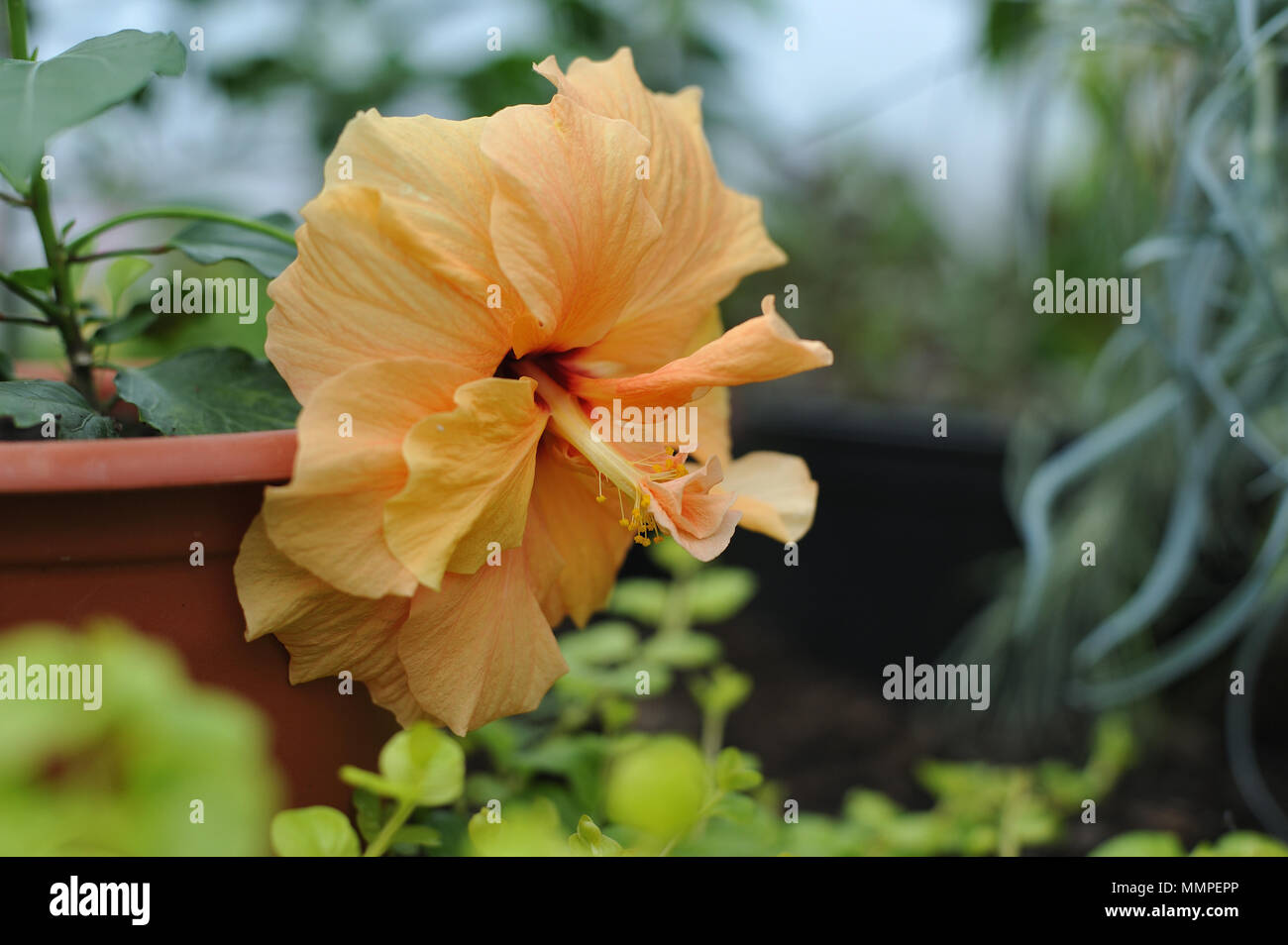 Close up photographie de la fleur d'hibiscus dans la serre. Banque D'Images