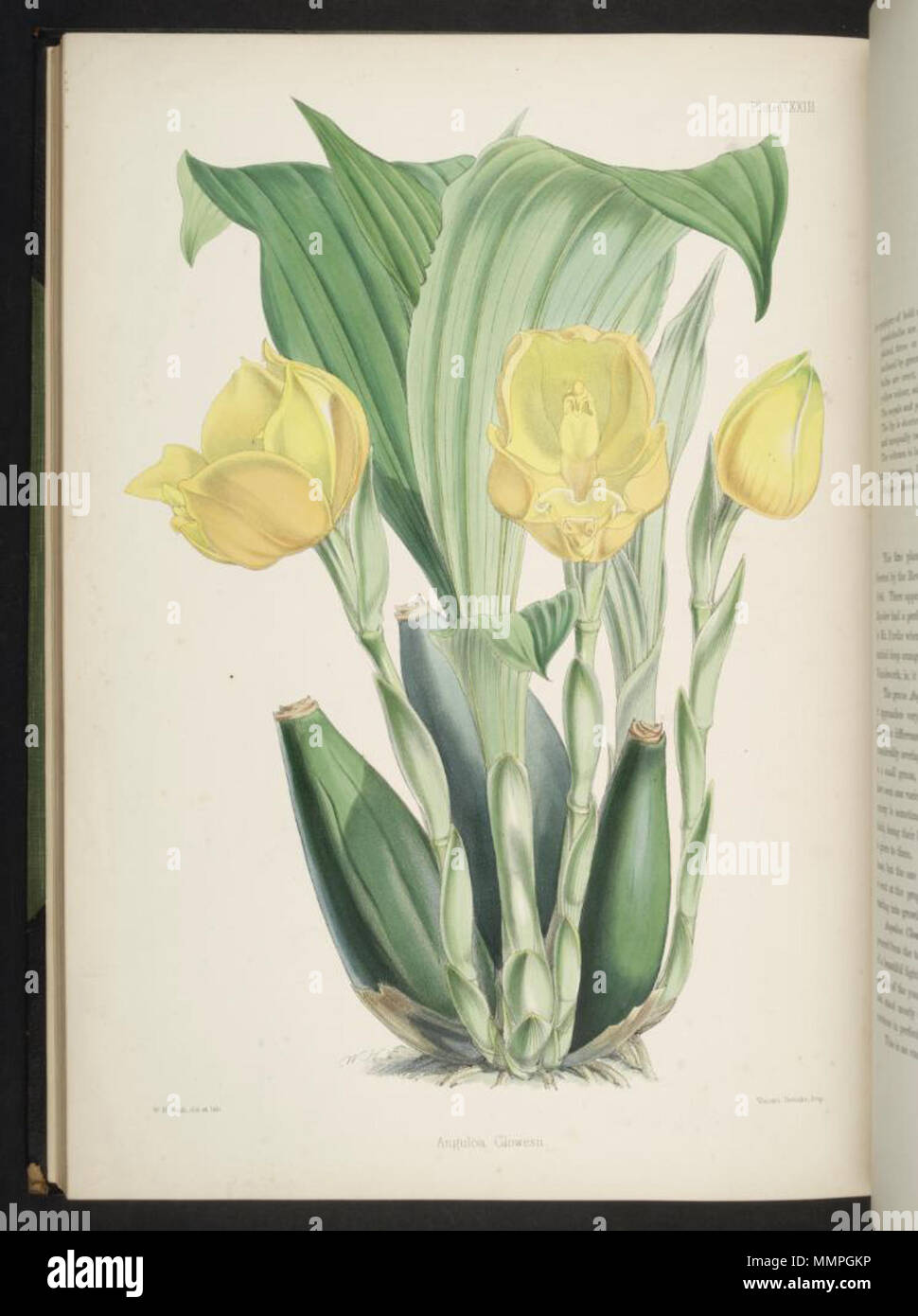 . Anguloa clowesii Illustration de . Entre 1862 et 1865. Robert Warner (1815-1896) Noms alternatifs R.Warner Description botaniste britannique, Date de naissance/décès 1815 17 décembre 1896 le contrôle d'autorité : Q2885507 : ?VIAF Botaniste 93657770 : ?R.Warner SUDOC : ?Anguloa clowesii 191253944 Banque D'Images