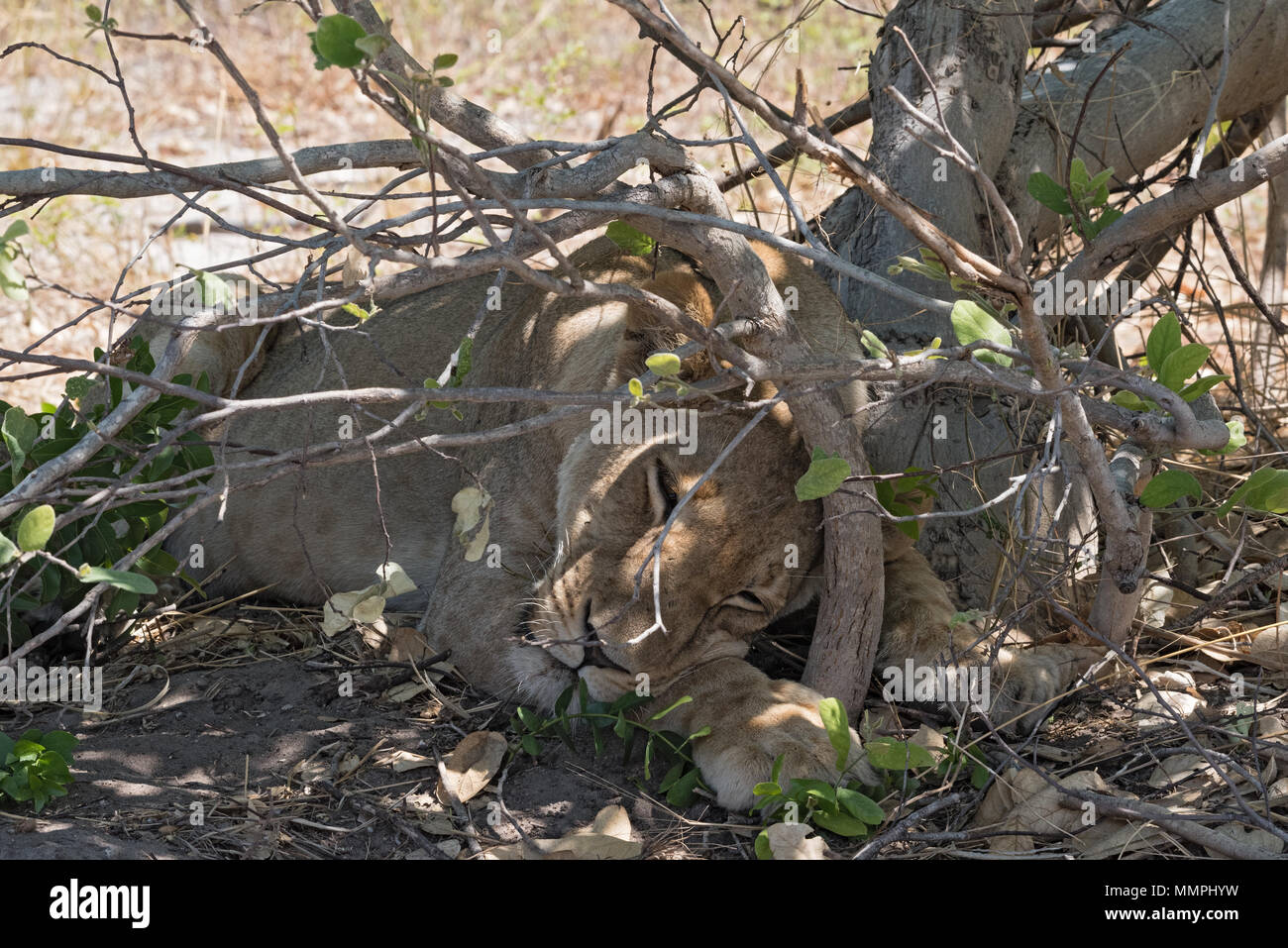 Couchage : jeune lion au bord de la route dans le Parc National de Chobe, au Botswana Banque D'Images