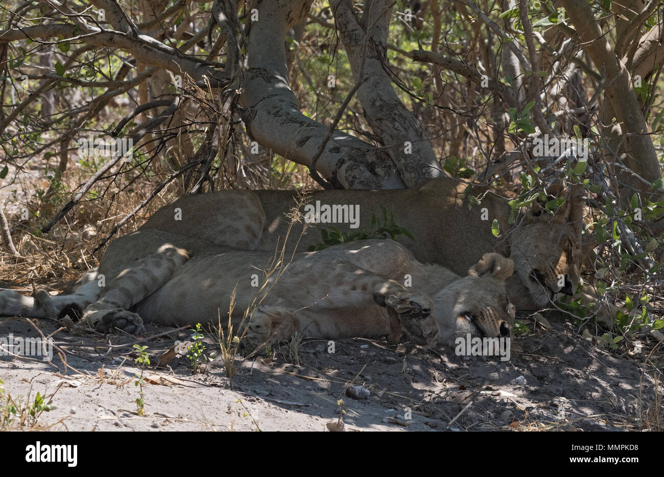 Couchage : jeune lion au bord de la route dans le Parc National de Chobe, au Botswana Banque D'Images