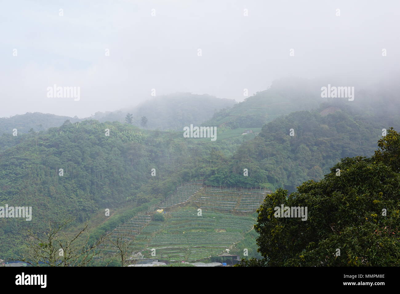 Il n'y je vois les fermes de fraises sur les montagnes Banque D'Images