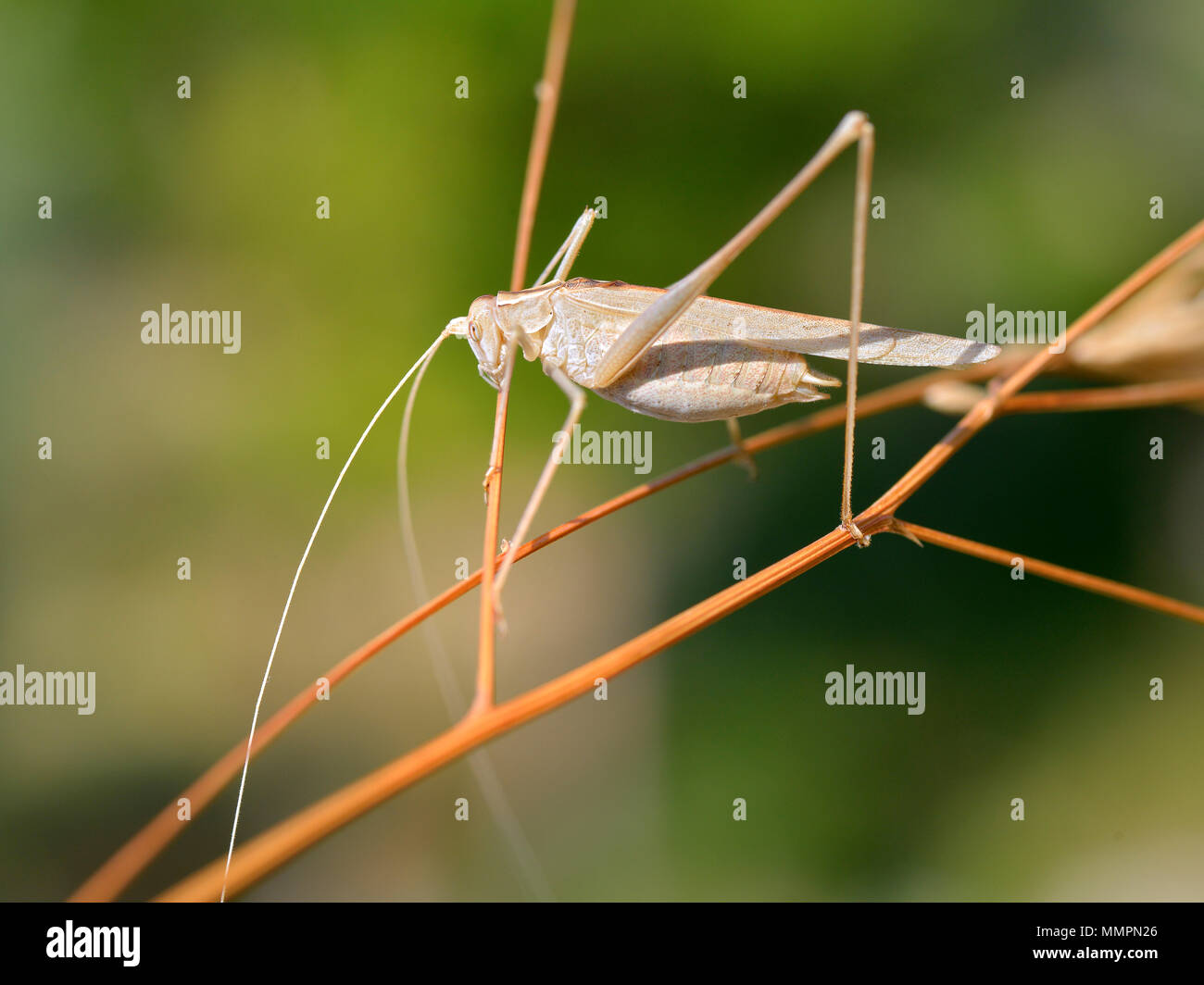 Gros plan du grasshopper sur l'herbe vu de profil Banque D'Images