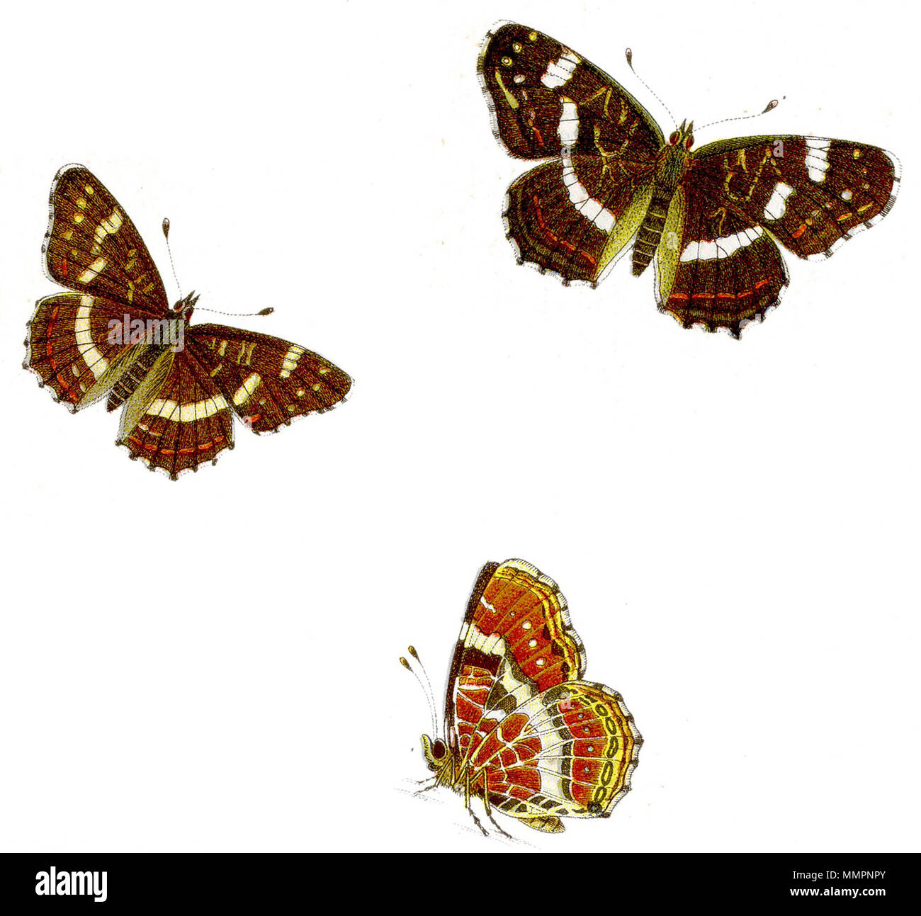 Araschnia levana - Sommer-Landkärtchen Banque D'Images