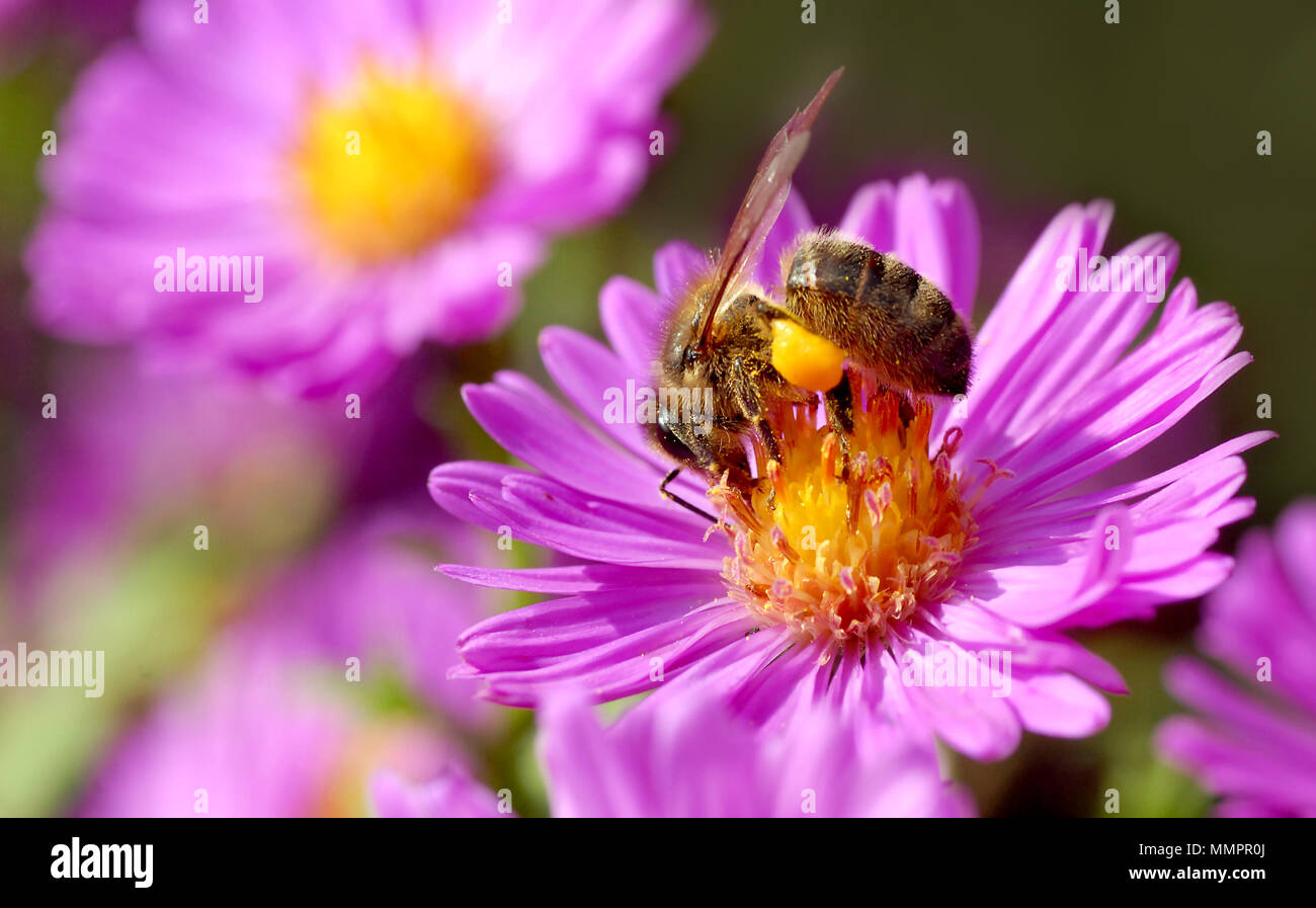 Macro d'abeille (Apis) se nourrissant de pollen avec fleur aster Banque D'Images