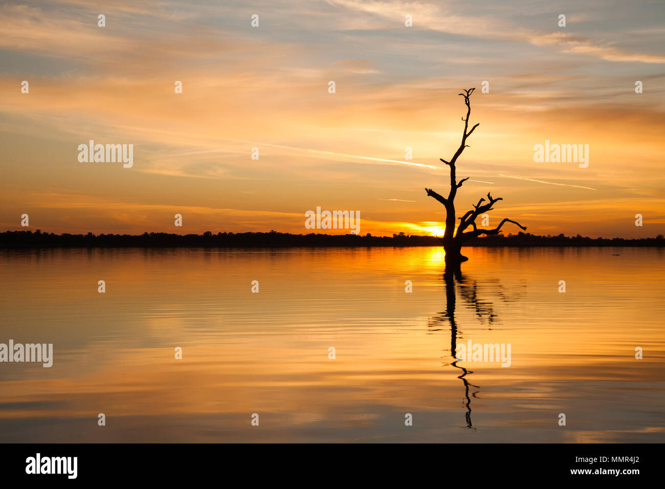 Un coucher du soleil avec un arbre mort redgum sur le lac Bonney Barmera l'Australie du Sud le 12 décembre 2015 Banque D'Images