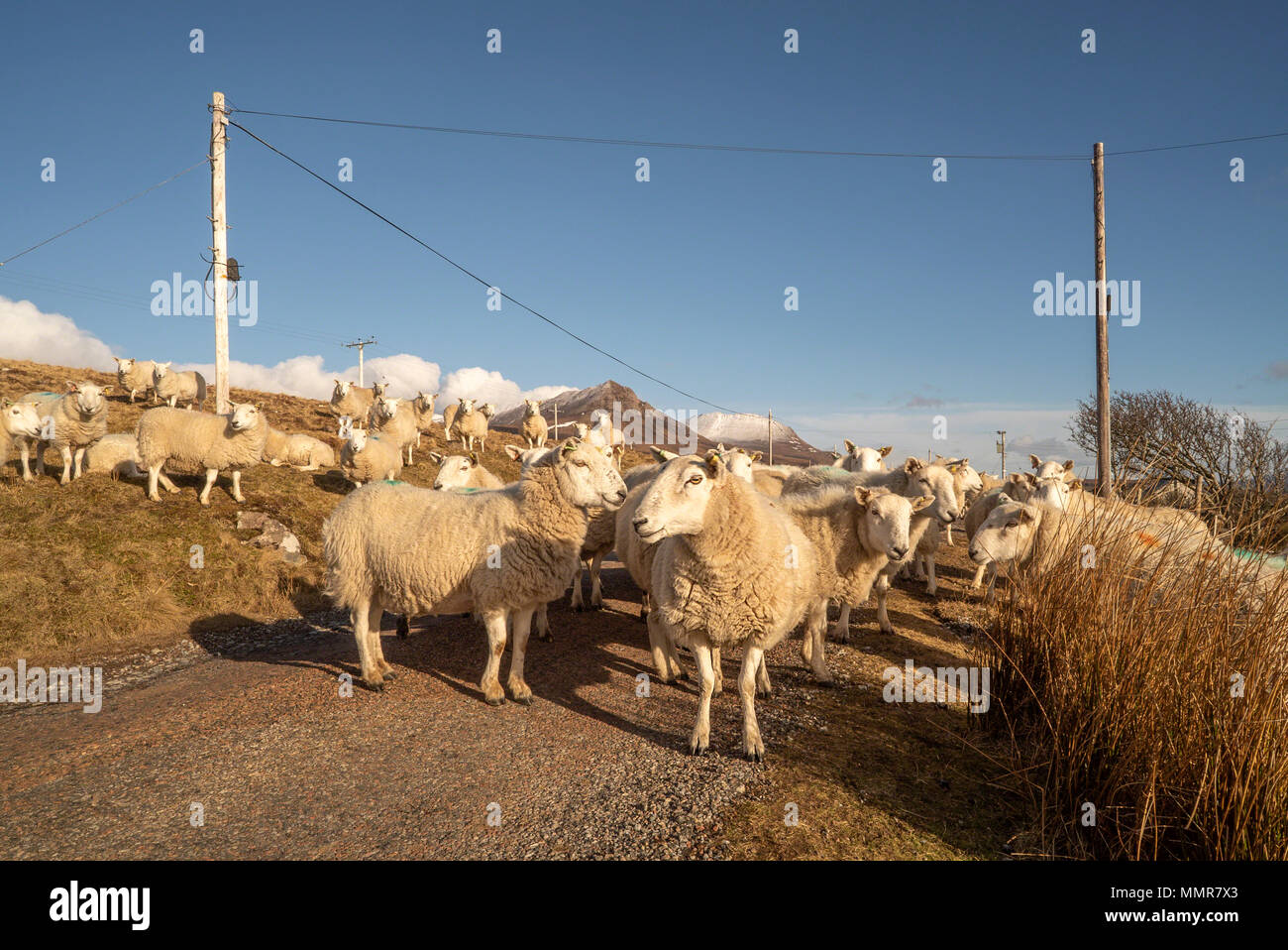 Un troupeau de moutons bloque la route à voie unique ce qui porte mon voyage à un stanstill à Polglass à la sortie de Achiltibuie vers Badenscallie, haut Banque D'Images