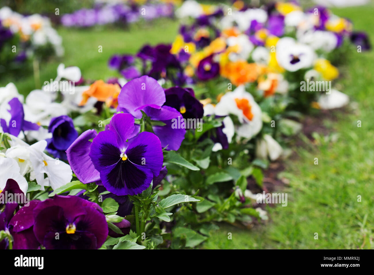 Parterre de fleurs multicolores de Viola tricolor ou kiss-me-quick (cœur-ease fleurs) au printemps, la beauté dans la nature Banque D'Images