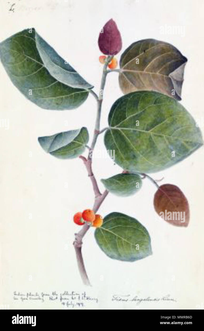 . Banyan Tree et fruits - une couleur de l'eau à partir de la collection de Gore Ouseley . Entre 1800 et 1830. Artiste inconnu de /Inde Banyan fruits et feuilles aquarelle kew gradens Banque D'Images
