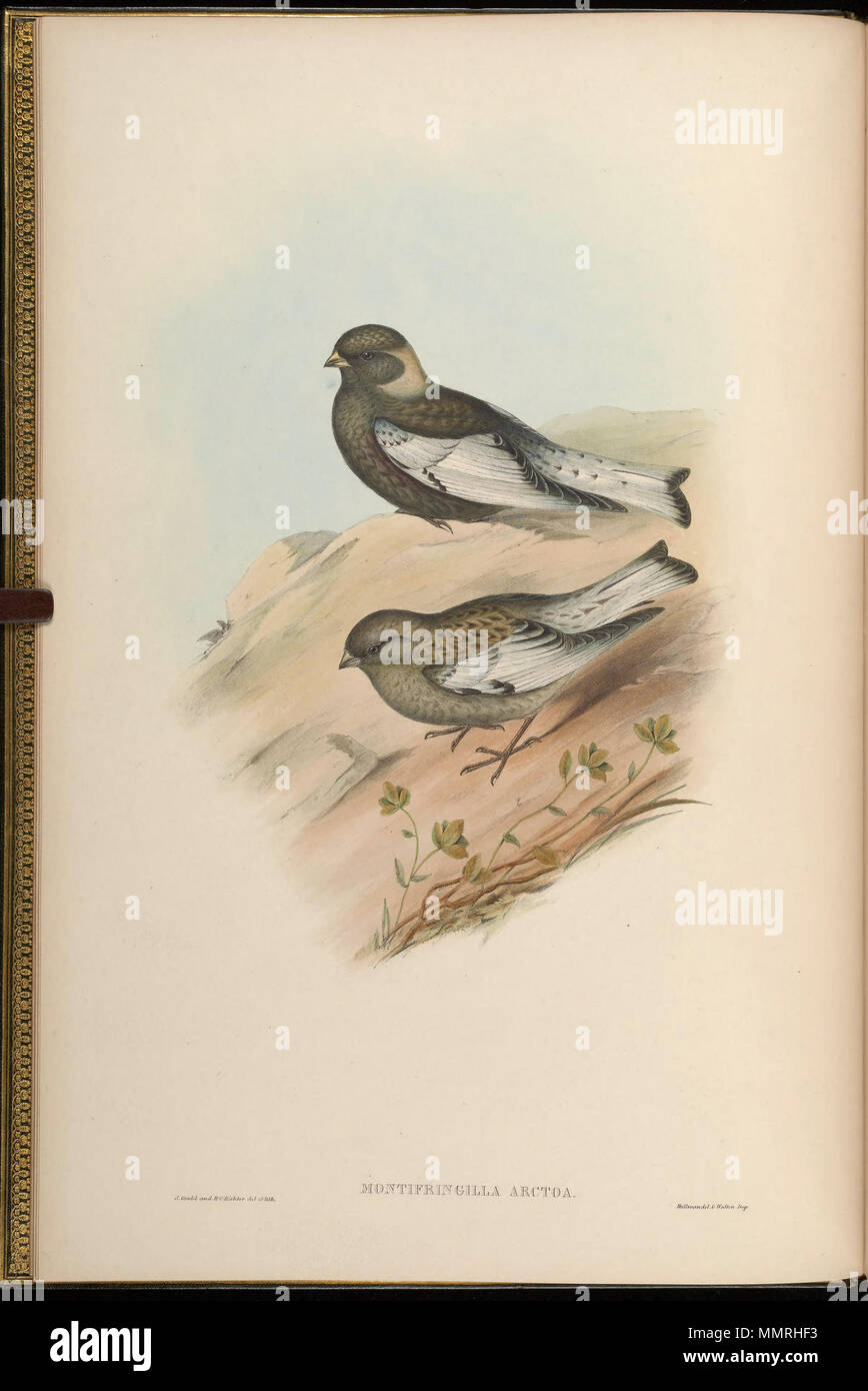 . Montifringilla arctoa  = Passer arctous[1]  = Leucosticte arctoa[2] . Entre 1850 et 1883. John Gould (1804-1881) Noms alternatifs Gould zoologiste Britannique Description Date de naissance/décès 14 Septembre 1804 2 mars 1881 Lieu de naissance/décès, Lyme Regis London Authority control : Q313787 : VIAF ?29597222 ISNI : ?0000 0001 2125 9888 ULAN : ?500006638 RCAC : ?n79100355 NLA : ?35137514 WorldCat & Henry Constantine Richter (1821-1902) peintre animalier Britannique Description Date de naissance/décès 1821 16 mars 1902 Lieu de naissance de Royal Borough de Kensington et Chelsea Authority contro Banque D'Images
