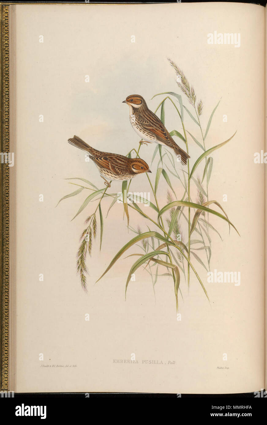 . Emberiza pusilla . Entre 1850 et 1883. John Gould (1804-1881) Noms alternatifs Gould zoologiste Britannique Description Date de naissance/décès 14 Septembre 1804 2 mars 1881 Lieu de naissance/décès, Lyme Regis London Authority control : Q313787 : VIAF ?29597222 ISNI : ?0000 0001 2125 9888 ULAN : ?500006638 RCAC : ?n79100355 NLA : ?35137514 WorldCat & Henry Constantine Richter (1821-1902) peintre animalier Britannique Description Date de naissance/décès 1821 16 mars 1902 Lieu de naissance de Royal Borough de Kensington et Chelsea contrôle d'autorité : Q1567083 : VIAF ?227079511 ?ISNI : 00000003647 Banque D'Images