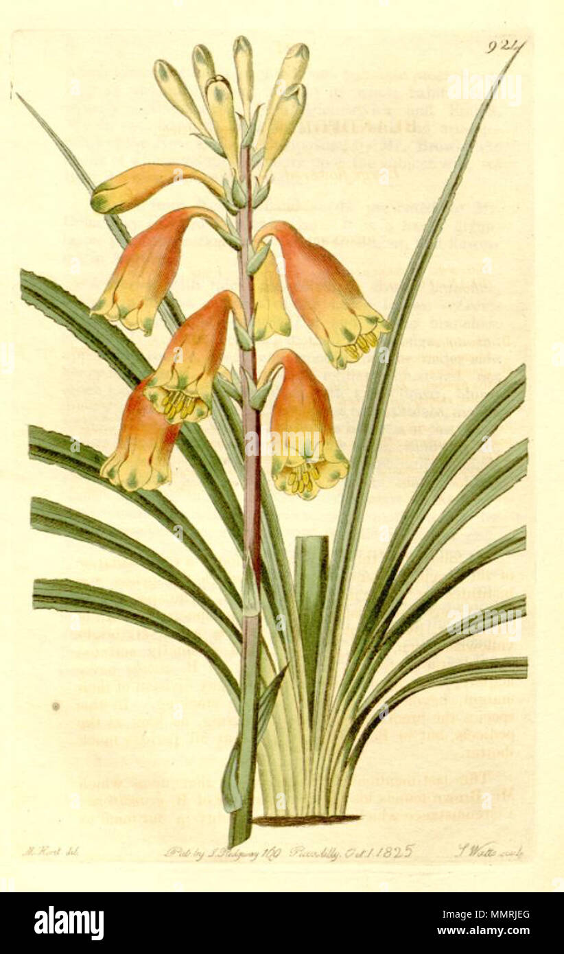. Illustration de Blandfordia grandiflora . 1825. Sydenham Edwards (1768-1819) Blandfordia grandiflora Banque D'Images