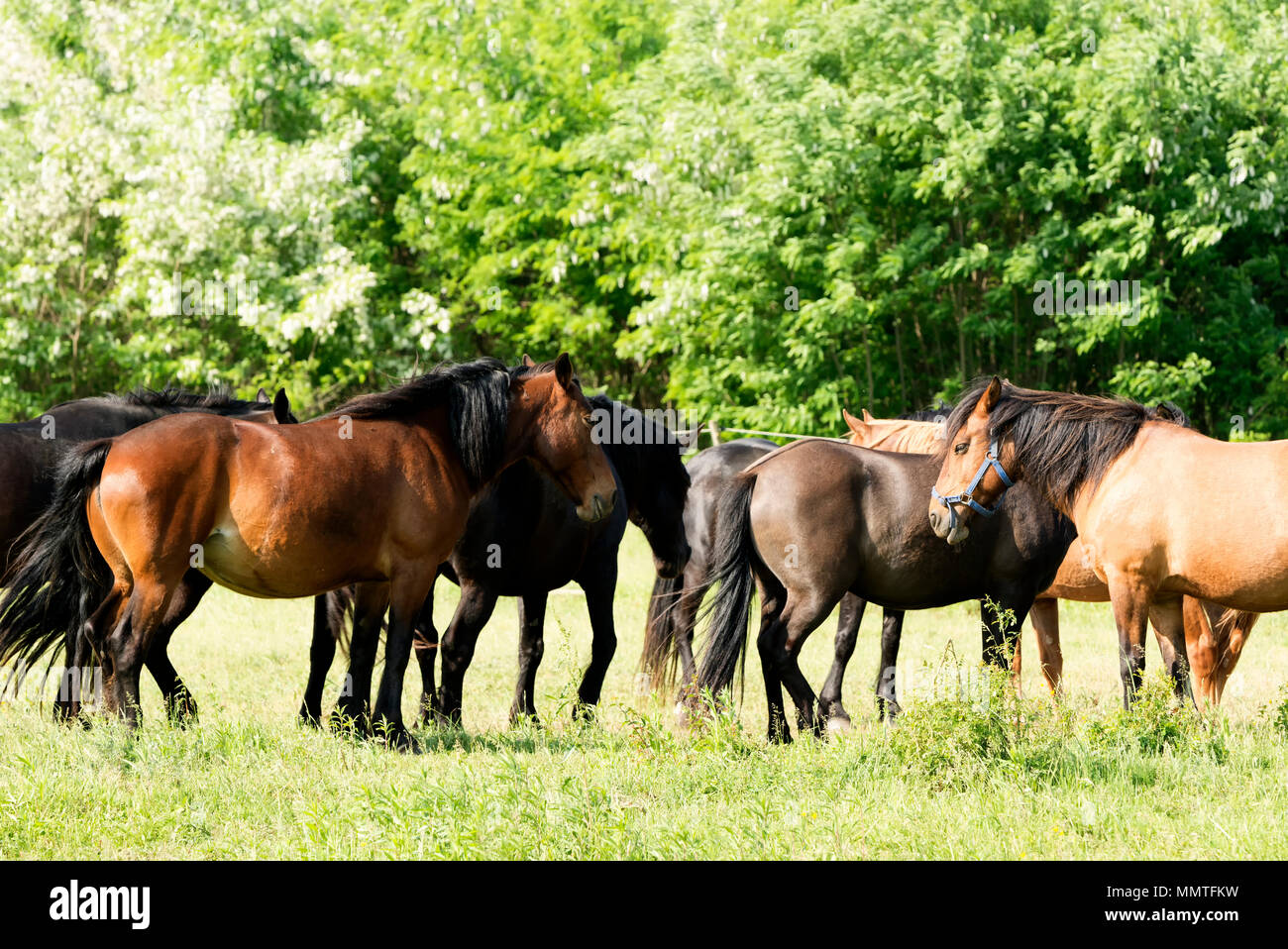 Les chevaux on meadow Banque D'Images