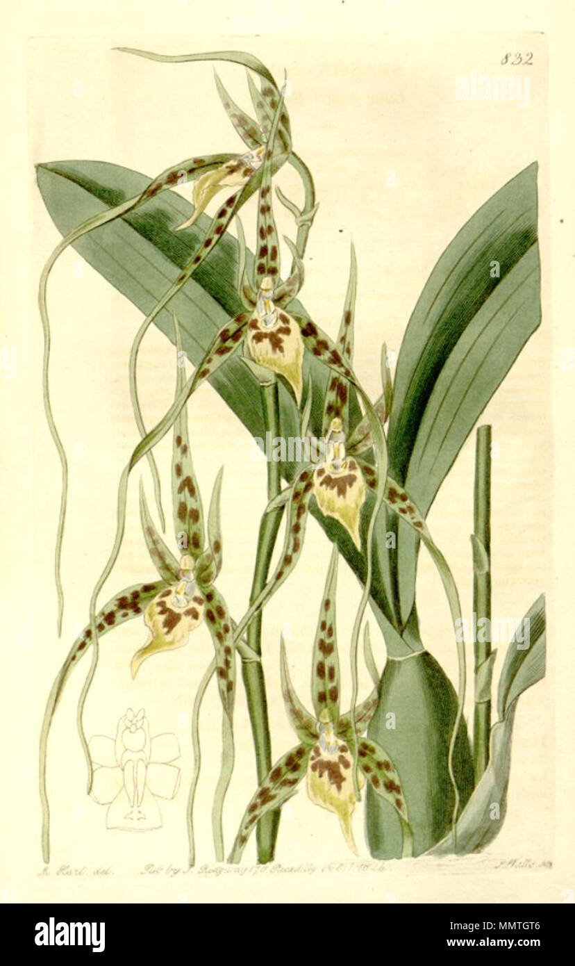 . Illustration de Brassia caudata . 1824. Sydenham Edwards (1768-1819) Brassia caudata Banque D'Images