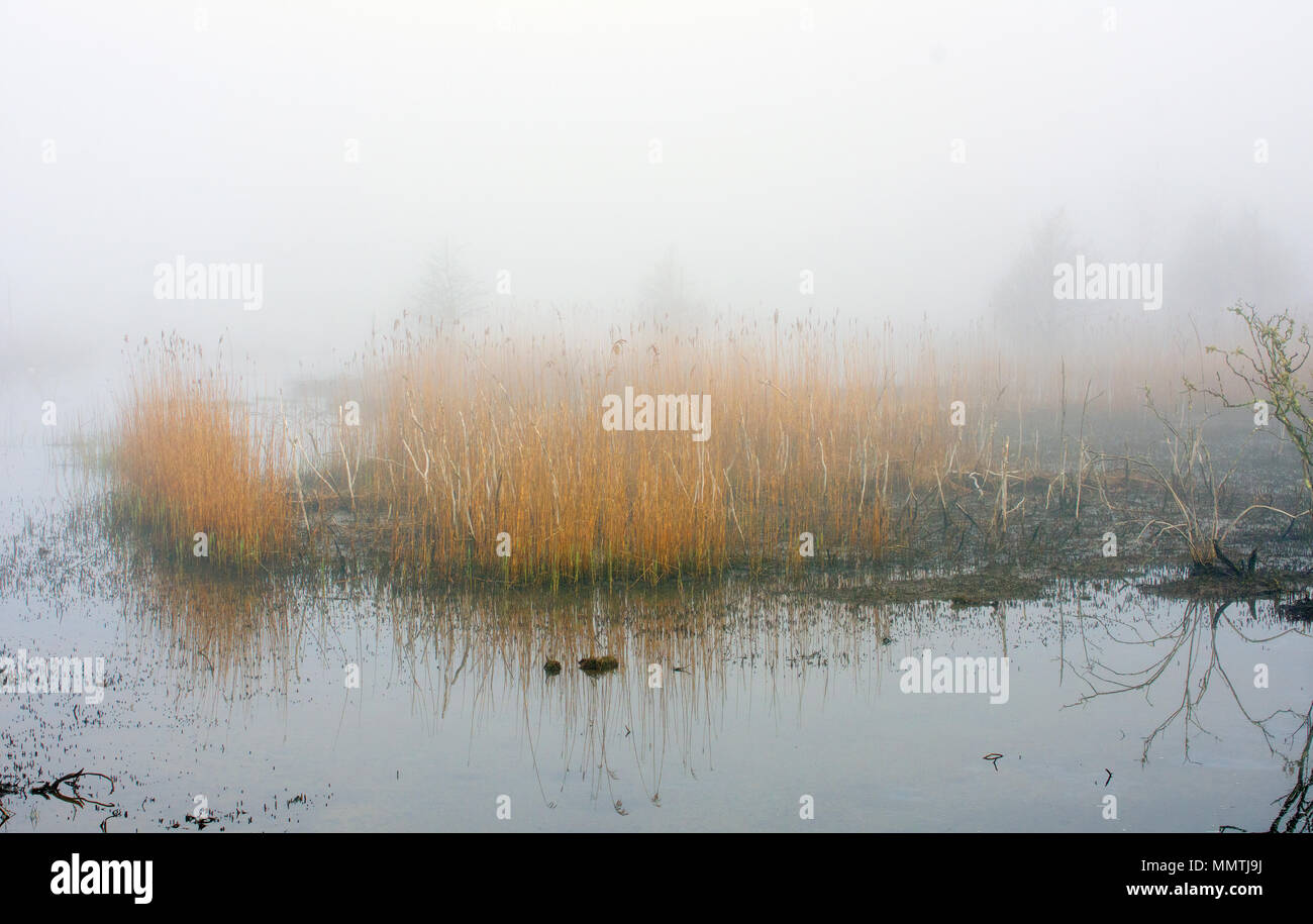 Sesuit Marsh en un jour brumeux. Un marais dans Dennis, Massachusetts à Cape Cod, USA Banque D'Images