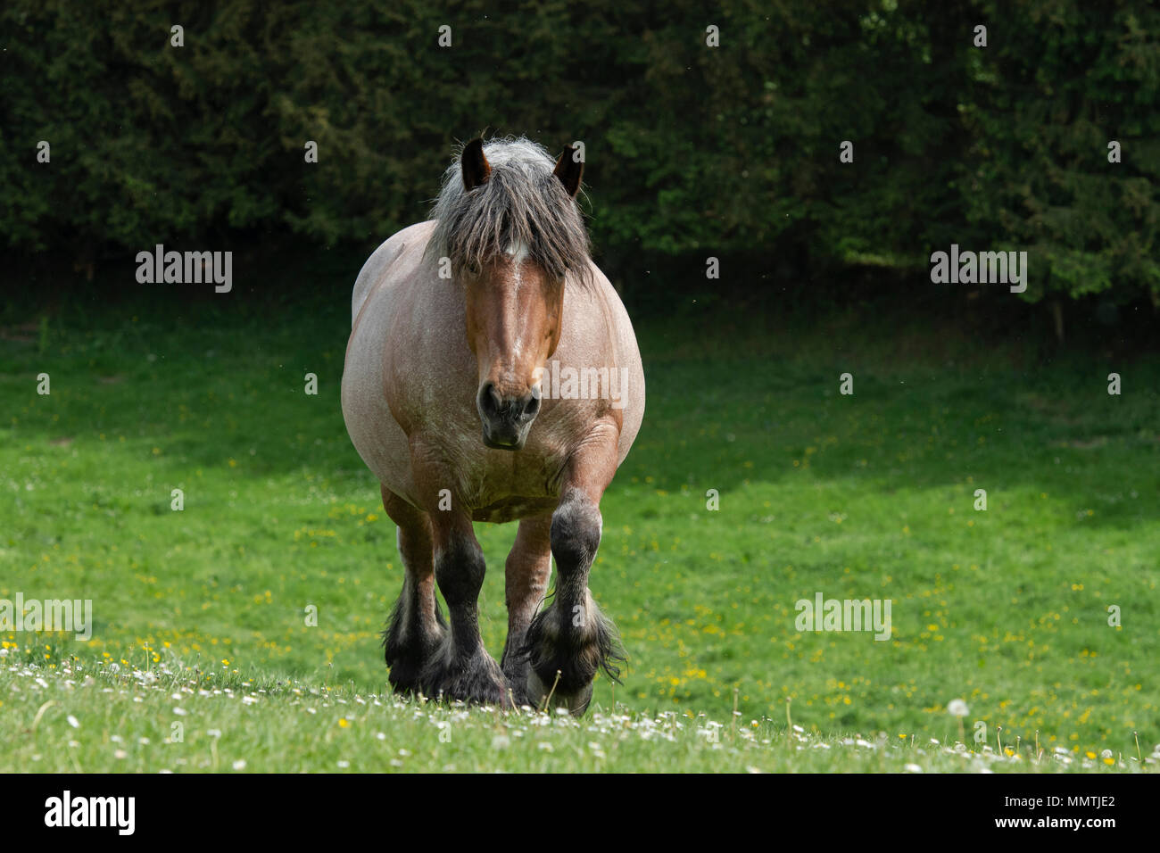 Cheval de Trait Belge Banque D'Images