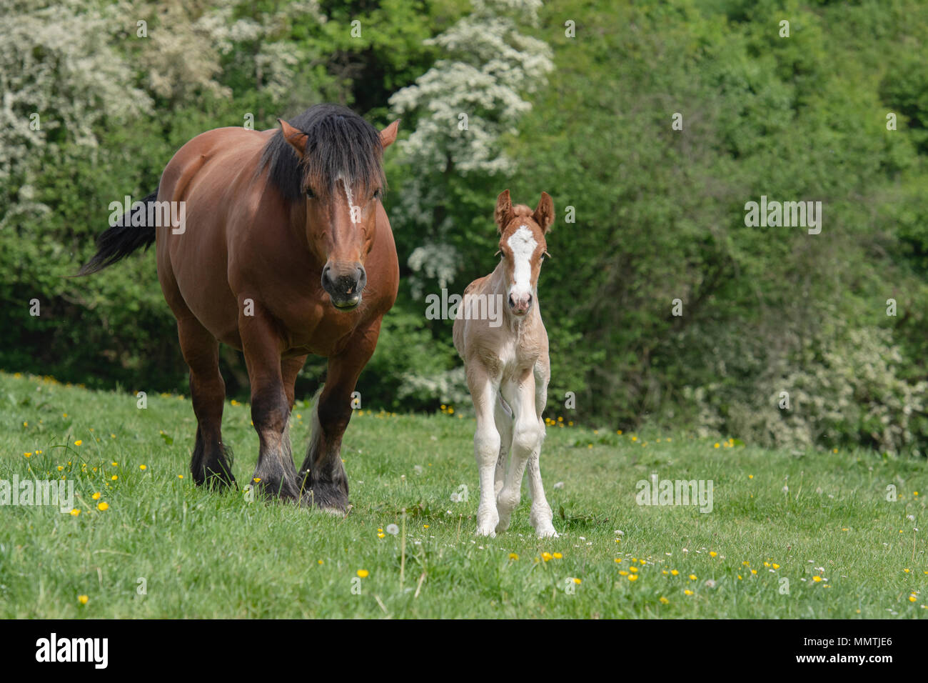 Cheval de Trait Belge Banque D'Images