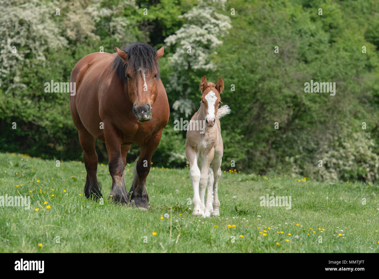 Cheval de Trait Belge Banque D'Images