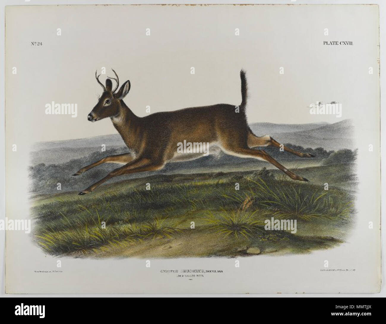 Long-Tailed Deer. vers 1847. Le Musée de Brooklyn - Long-Tailed Deer - John J. Audubon Banque D'Images