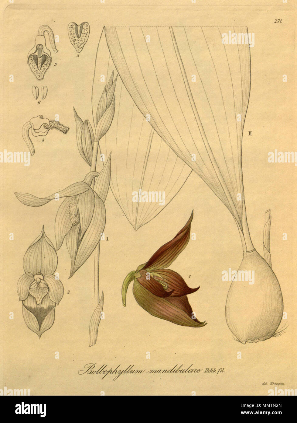 . Illustration de Bulbophyllum mandibulare (orthographié par Kränzlin Bolbophyllum m.) . 1900 (livre), 1894 (cette plaque). Friedrich Wilhelm Ludwig Kränzlin (1847-1934) et Heinrich Gustav Reichenbach (1824-1889) Noms alternatifs Rchb.f. German-Saxon pteridologist Description, botaniste, ornithologue et enseignant à l'université Date de naissance/Décès 3 Janvier 1824 6 mai 1889 Lieu de naissance/décès Dresde Hambourg Leipzig Lieu de travail contrôle d'autorité : Q62820 : VIAF ?77066171 ISNI : ?0000 0000 8396 1069 RCAC : ?n79125882 NLA : ?Botaniste 35749194 : ?Rchb.f. WorldCat Bulbophyllum mandibulare - Xenia 3 Banque D'Images