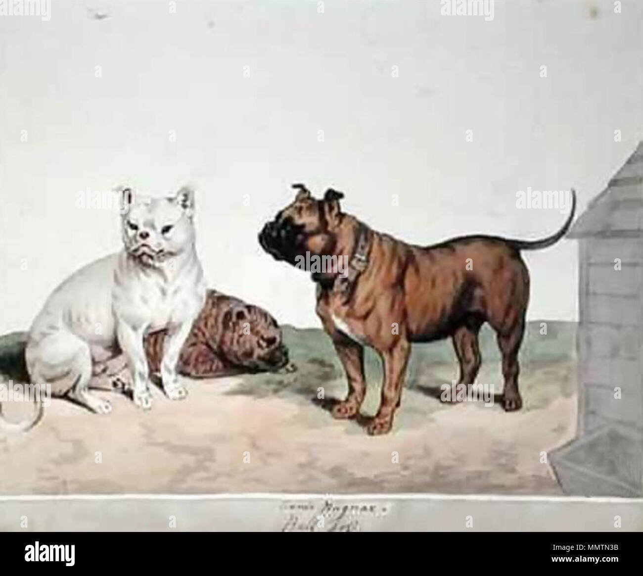 . Anglais : Bull Dog . 1800. Sydenham Edwards Bull Dog (Sydenham Edwards) Banque D'Images