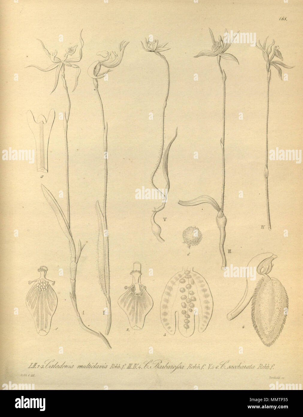 . Illustration de l'multiclavia Ericksonella Caladenia Caladenia barbarossa saccharata (comme syn. Caladenia saccharata) . 1874. Heinrich Gustav Reichenbach (1824-1889) Noms alternatifs Rchb.f. German-Saxon pteridologist Description, botaniste, ornithologue et enseignant à l'université Date de naissance/Décès 3 Janvier 1824 6 mai 1889 Lieu de naissance/décès Dresde Hambourg Leipzig Lieu de travail contrôle d'autorité : Q62820 : VIAF ?77066171 ISNI : ?0000 0000 8396 1069 RCAC : ?n79125882 NLA : ?Botaniste 35749194 : ?Rchb.f. WorldCat Caladenia Barbarossa, multiclavia Ericksonella, C. saccharata (comme Caladenia Banque D'Images