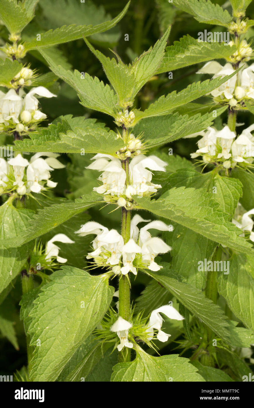 Mort blanche-orties, Lamium album, la floraison le long d'un bord de la route en Amérique du Dorset England UK GB. La mort blanche ortie royale n'a pas de sensation de ha Banque D'Images