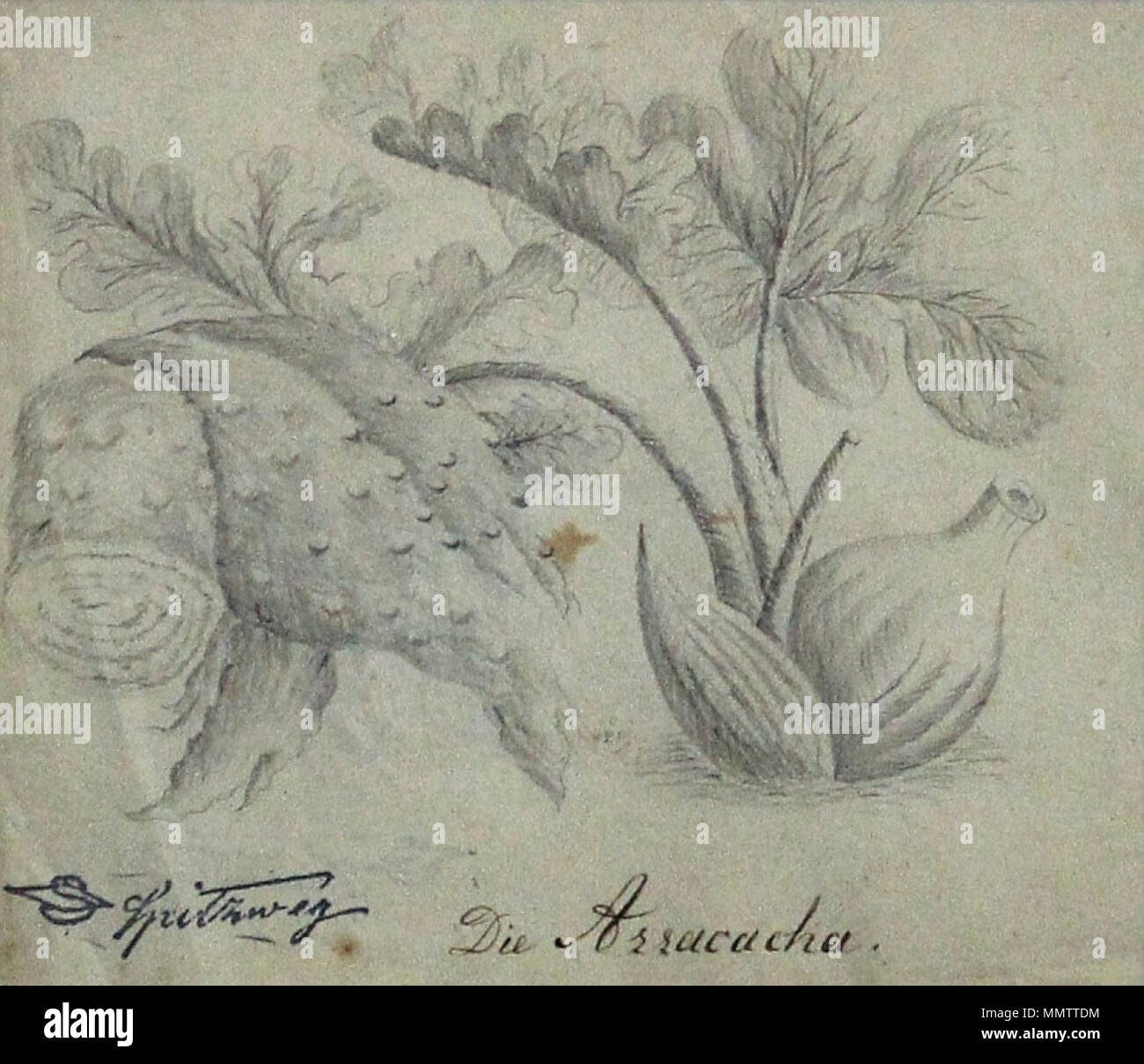 . Die arracacha, Bleistiftzeichnung auf Papier ; Blattmaß : 17 x 22 cm . en 1885. Carl Spitzweg (1808-1885) Noms alternatifs Karl Spitzweg ; Franz Carl Spitzweg peintre et dessinateur allemand Description Date de naissance/Décès 5 Février 1808 23 septembre 1885 Lieu de naissance/décès Munich Munich Munich lieu de travail contrôle d'autorité : Q164979 : VIAF ?59091392 ISNI : ?0000 0001 2134 8215 ULAN : ?500025223 RCAC : ?n50024563 NLA : ?35517277 Carl Spitzweg Die Arracacha WorldCat Banque D'Images
