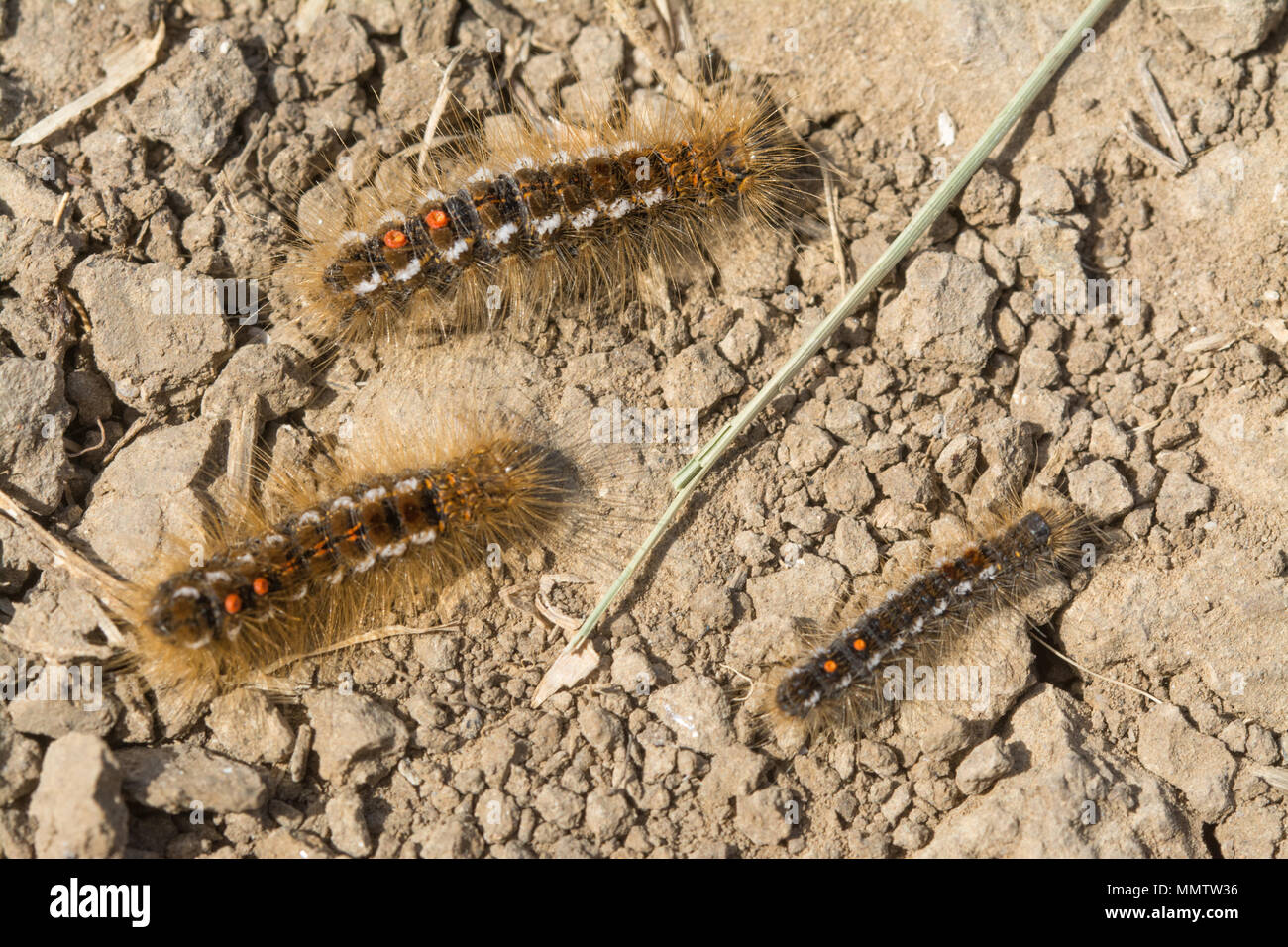 Browntail moth de chenilles (Euproctis chrysorrhoea) au parc Durlston