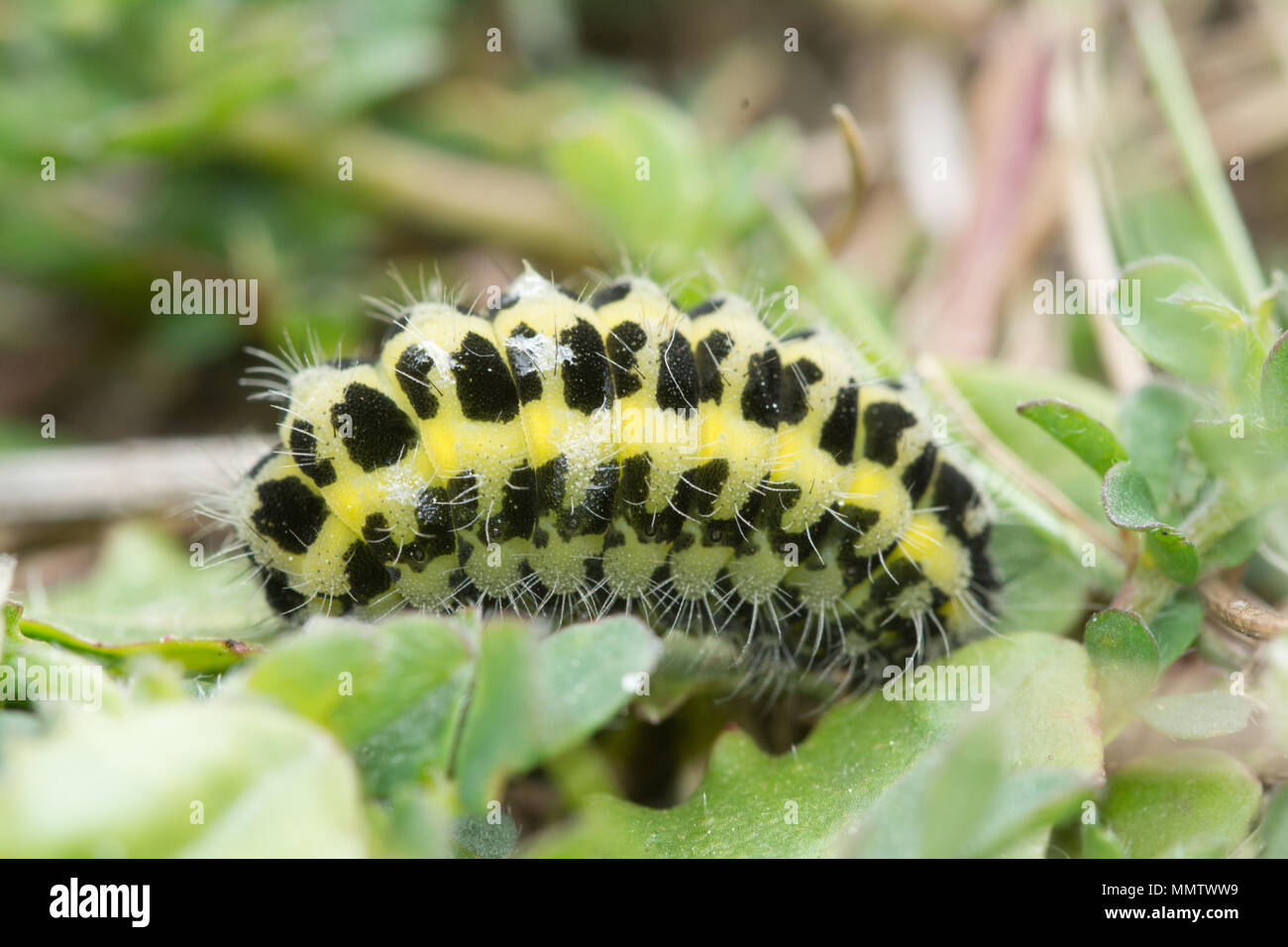 6 spot burnet moth chenille ou larve (Zygaena filipendulae) dans l'habitat naturel dans le Dorset, UK Banque D'Images
