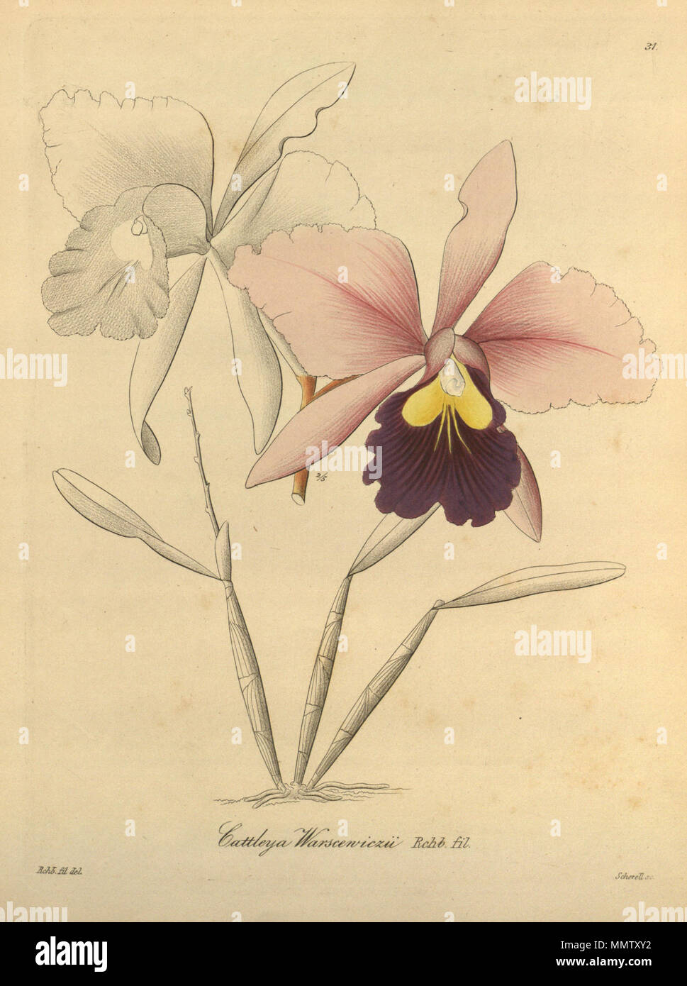 . Illustration de Cattleya warscewiczii . 1858. Heinrich Gustav Reichenbach (1824-1889) Noms alternatifs Rchb.f. German-Saxon pteridologist Description, botaniste, ornithologue et enseignant à l'université Date de naissance/Décès 3 Janvier 1824 6 mai 1889 Lieu de naissance/décès Dresde Hambourg Leipzig Lieu de travail contrôle d'autorité : Q62820 : VIAF ?77066171 ISNI : ?0000 0000 8396 1069 RCAC : ?n79125882 NLA : ?Botaniste 35749194 : ?Rchb.f. WorldCat Cattleya warscewiczii-Xenia 1-31 (1858) Banque D'Images