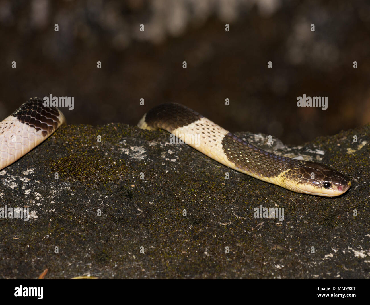 Bleu ou Malayan Krait (Bungarus candidus) sur la route de nuit Krabi Thaïlande l'un des la plupart des serpents venimeux dans le monde. Banque D'Images